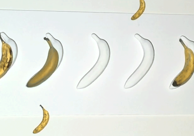 Timelapse of bananas ripening to rotting projected on a wall with plastic model bananas painted white.